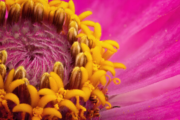 Blume closeup