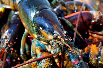 Close view of freshly caught live Maine lobster.
