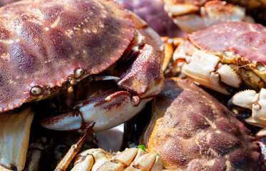 Very close view of a group of freshly caught live rock crabs in Maine.