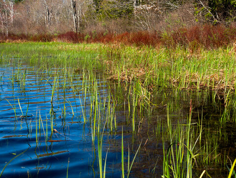 Dense new grass growing along the shoreline of a pond in Maine.