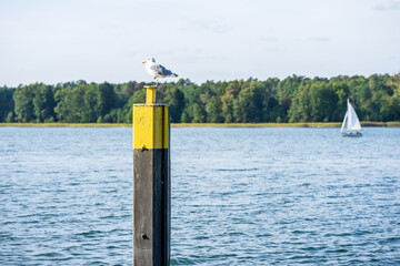 Seagull on a mooring post. Werbelinsee (Werbelin lake). State of Brandenburg. Germany.