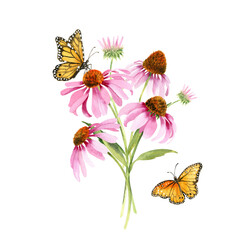 Watercolor pink echinacea flowers isolated. Hand painted illustration with elegant garden pink daisies flowers to design invitations, postcards and other print