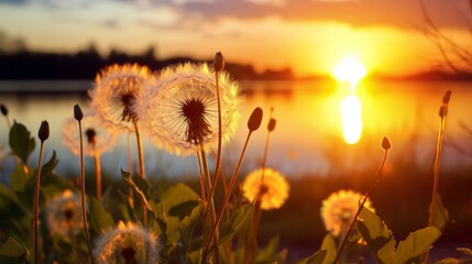 A dandelion set against the backdrop of the setting sun, blending elements of nature and floral botany