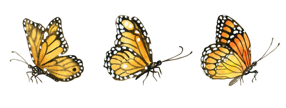 Watercolor pink and orange butterflies isolated. Hand drawn summer illustration