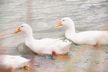 White ducks in Torre Chianca in Puglia