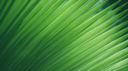 A close-up of palm leaf stripes, forming an abstract green textured backdrop with a vintage tone