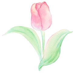 Watercolor lovely pink Tulip