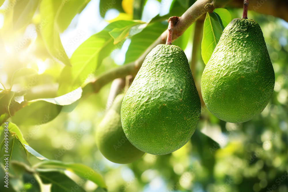 Sticker Fresh Avocados Growing on a Tree