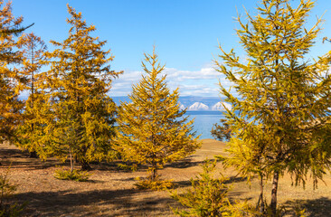 Sunny autumn on Baikal Lake. Yellow bright larches on the shore of Olkhon Island. Natural autumn background. Beautiful landscape