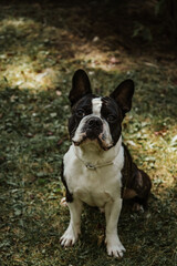 Beautiful purebred Boston Terrier posing in a garden. Boston Terrier waiting for treats. Portrait of cute awaiting black and white young male boston terrier dog