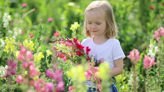 Adorable girl picking beautiful antirrhinum flowers on farm. Outdoor summer activities for little kids.