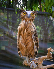 The buffy fish owl, also known as the Malay fish owl, is a species of owl in the family Strigidae. The four fish owls were previously generally separated in the genus Ketupa.

