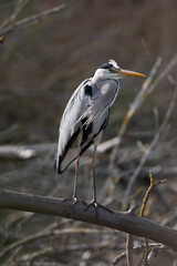 Ardea cinerea-Grey heron-Héron cendré-IUCN=LC-B020_016_004