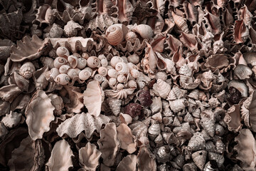 Sea shells close up background