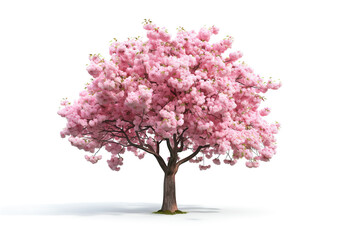 Image of cherry tree with beautiful pink blossoms on white background. Flower.