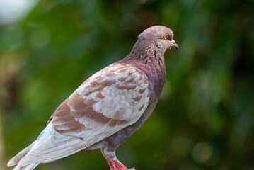 The pied imperial pigeon, Ducula bicolor is a relatively large, pied species of pigeon