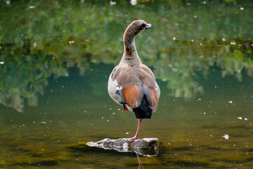 Egyptian goose standing on a stone in a lake in its natural habitat, alopochen aegyptiaca