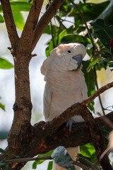 The yellow crested cockatoo, Cacatua sulphurea also known as the lesser sulphur crested cockatoo