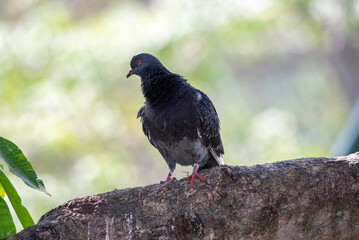 Pigeon perched on branch, The domestic pigeon, Columba livia domestica or Columba livia forma domestica