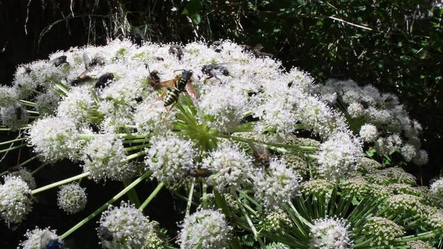 insects on  flower, wasp, hymenoptera, insects, flower, parco nazionale Gran Paradiso, Valle d'Aosta , Italy