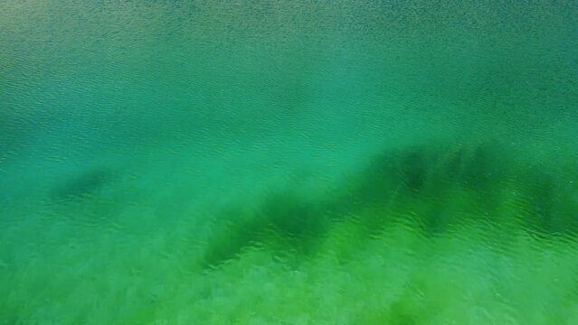 underwater landscape with acquatic plants, Alpine Lake (3000 mt) Italy