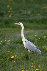Ardea cinerea-Grey heron-Héron cendré-IUCN=LC-B020_016_004