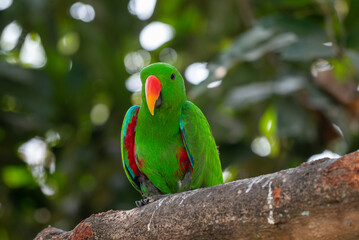 Male Eclectus roratus, The eclectus parrot relaxing in his nest in the conservation forest