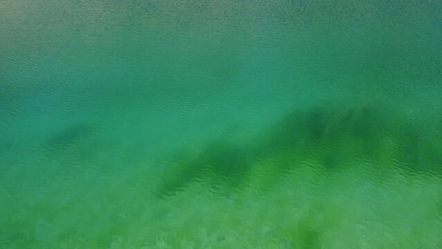 underwater landscape with acquatic plants, Alpine Lake (3000 mt) Italy