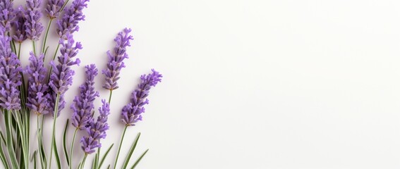Lavender on White with Copy Space