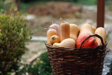 Obraz na płótnie Canvas Basket full of picked homegrown pumpkins. Fall season in the garden. Selective focus.