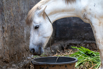 A white horse photographed close up
