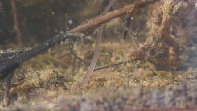 Tubifex tubifex,  sludge worm, sewage worm, tubificid segmented worm,  sediments of lakes and rivers,  underwater,  Italy