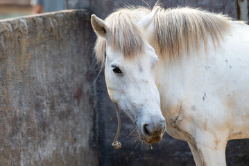 A white horse photographed close up