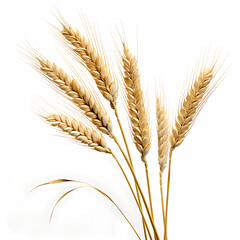 Fototapeta premium wheat ears isolated on white background