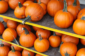 pumpkins and gourds