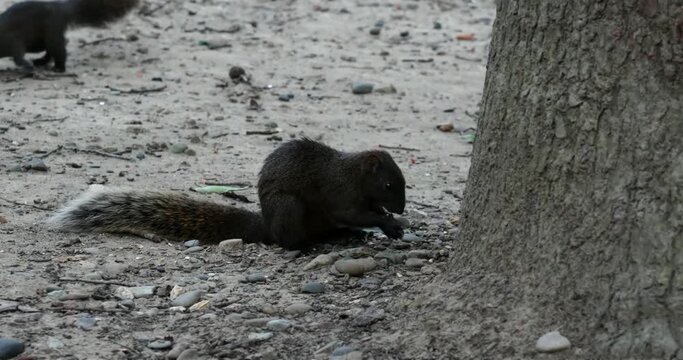 The plantain squirrel, scientifically known as Callosciurus notatus.These squirrels are known for their active and agile behavior, as well as their ability to inhabit urban and forested environments.