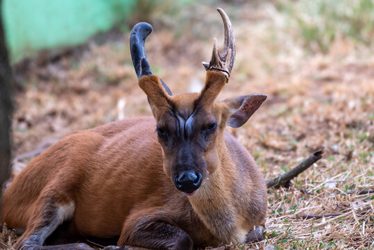 The Indian muntjac, Muntiacus muntjak, also called the southern red muntjac and barking deer, is a deer species native to South and Southeast Asia. 
