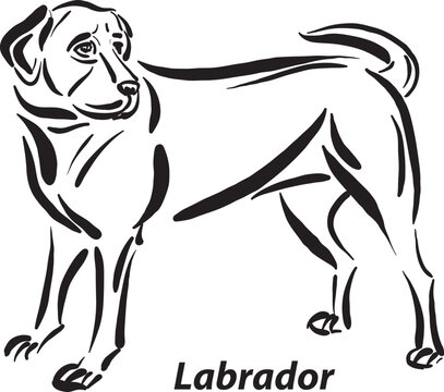 black and white dogs Labrador breed design line art most popular brush stroke freehand draw vector illustration