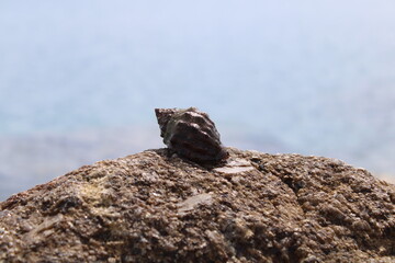 Seeschnecke auf einem Felsen am Strand