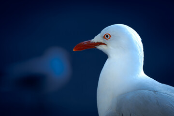 seagull bird on dark blue day
