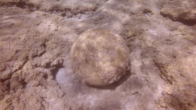 Top view, Close up of an old stone cannonball lying on rocky seabed in sun glare, Mediterranean Sea, Greece. Camera slowly moves around the stone cannon ball, slow motion