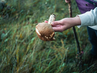Edible mushroom Leccinum aurantiacum Ukraine, Transcarpathia region Carpathian Mountains wild forest Europe. Big bitten red-capped scaber stalk in traveler's hand. Fall seasonal mushrooming local food