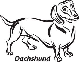 black and white dogs Dachshund breed design line art most popular brush stroke freehand draw vector illustration © moniqcca