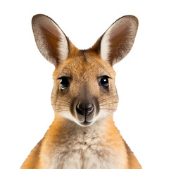 Wallaby face shot on transparent background - obrazy, fototapety, plakaty