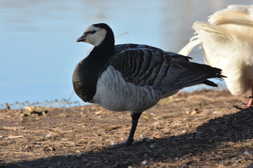 Branta leucopsis-Barnacle goose-Bernache nonnette