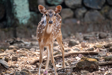 The chital, Axis axis, also known as spotted deer, chital deer, and axis deer, is a species of deer...