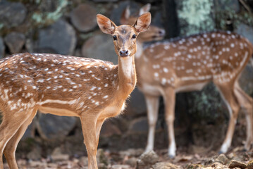 Naklejka na ściany i meble The chital, Axis axis, also known as spotted deer, chital deer, and axis deer, is a species of deer that is native to the Indian subcontinent include Indonesia