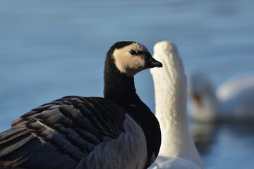 Branta leucopsis-Barnacle goose-Bernache nonnette