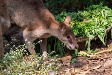 The agile wallaby, Notamacropus agilis, also known as the sandy wallaby