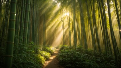 Tranquil Morning: Sunlit Path in Bamboo Sanctuary